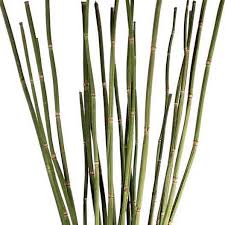 Attēlu rezultāti vaicājumam “Equisetum”