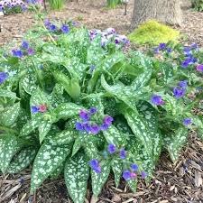 Image result for Pulmonaria Silverado