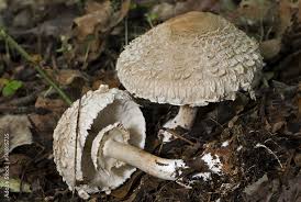 Attēlu rezultāti vaicājumam “Macrolepiota rhacodes”