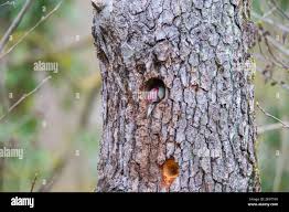 Attēlu rezultāti vaicājumam “Picus viridis nest”