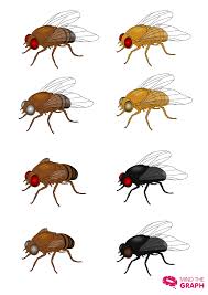 Attēlu rezultāti vaicājumam “Drosophila melanogaster”