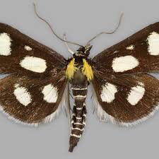 Attēlu rezultāti vaicājumam “Anania funebris”