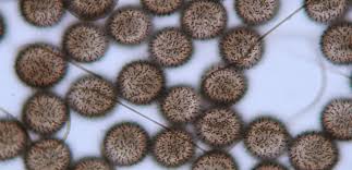 Attēlu rezultāti vaicājumam “Colloderma oculatum spores”