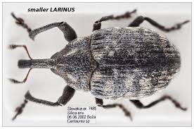 Attēlu rezultāti vaicājumam “Larinus sp.”