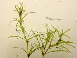 Attēlu rezultāti vaicājumam “Najas flexilis”