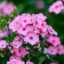 Image result for Phlox paniculata `Sweet Summer`