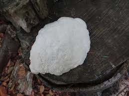 Attēlu rezultāti vaicājumam “Fuligo candida”