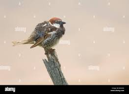 Image result for Passer hispaniolensis