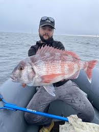 Image result for Pagrus