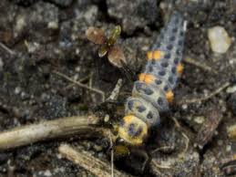 Attēlu rezultāti vaicājumam “Coccinella septempunctata larva”