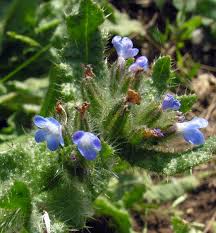 Attēlu rezultāti vaicājumam “Anchusa arvensis flower”