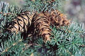 Attēlu rezultāti vaicājumam “Pseudotsuga menziesii fruit”