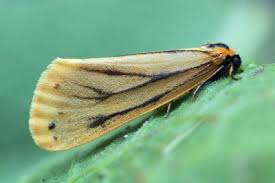 Attēlu rezultāti vaicājumam “Setina irrorella”