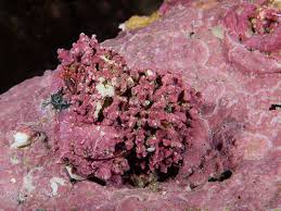 Attēlu rezultāti vaicājumam “Rhodophyta”