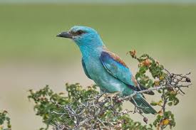 Attēlu rezultāti vaicājumam “Coracias garrulus”