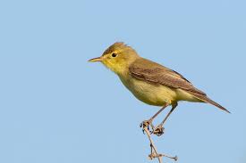 Image result for Hippolais polyglotta