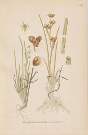 Attēlu rezultāti vaicājumam “Scheuchzeria palustris”