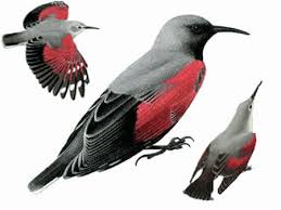 Image result for Tichodroma muraria