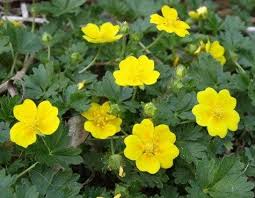 Attēlu rezultāti vaicājumam “Potentilla argentea fruit”