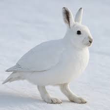 Attēlu rezultāti vaicājumam “Lagopus lagopus”