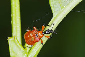 Attēlu rezultāti vaicājumam “Apoderus coryli”