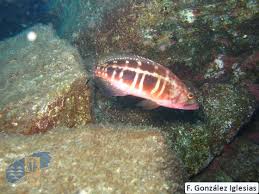 Image result for Serranus atricauda