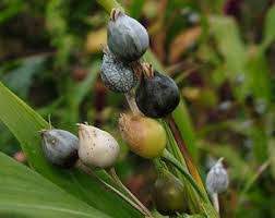 Attēlu rezultāti vaicājumam “Lachnum corticale”