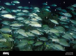 Image result for Haemulon aurolineatum