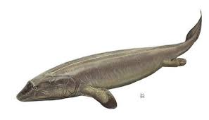 Attēlu rezultāti vaicājumam “Laccognathus panderi”