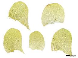 Attēlu rezultāti vaicājumam “Jungermannia leiantha”
