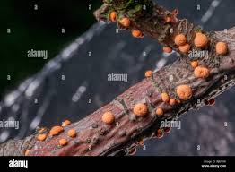 Attēlu rezultāti vaicājumam “Nectria cinnabarina”