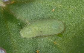 Attēlu rezultāti vaicājumam “Lycaena virgaureae underside”