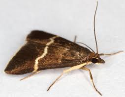 Attēlu rezultāti vaicājumam “Pyrausta cingulata”