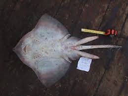 Image result for Raja straeleni