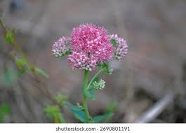 Attēlu rezultāti vaicājumam “Hylotelephium telephium flower”