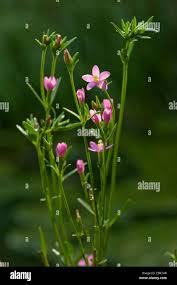 Attēlu rezultāti vaicājumam “Centaurium littorale leaf”
