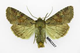 Attēlu rezultāti vaicājumam “Apamea sordens”