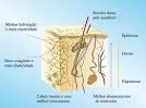 do <b>tecido conjuntivo</b>