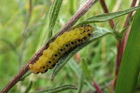 Attēlu rezultāti vaicājumam “Zygaena lonicerae larva”
