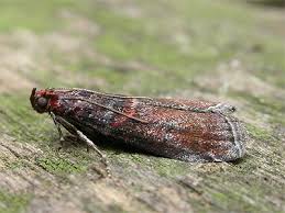 Attēlu rezultāti vaicājumam “Acrobasis advenella”