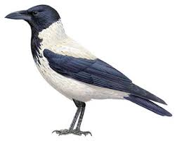 Attēlu rezultāti vaicājumam “Corvus cornix juvenile”