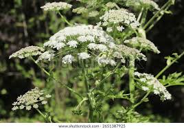 Attēlu rezultāti vaicājumam “Heracleum sosnowskyi leaf”
