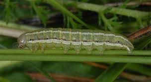 Attēlu rezultāti vaicājumam “Tholera cespitis”