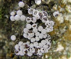 Attēlu rezultāti vaicājumam “Physarum bryomacrocarpum spores”