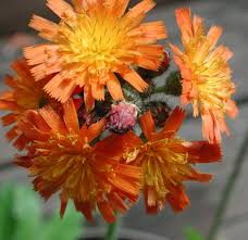 Image result for Hieracium aurantiacum