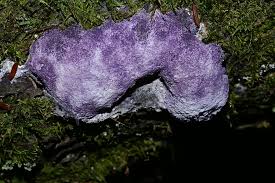 Attēlu rezultāti vaicājumam “Nectriopsis violacea”