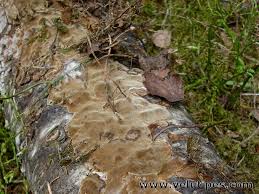 Attēlu rezultāti vaicājumam “Phellinus laevigatus”