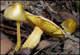 Attēlu rezultāti vaicājumam “Bolbitius vitellinus”