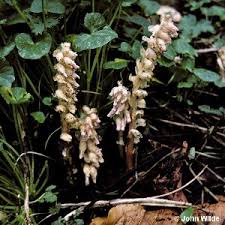 Attēlu rezultāti vaicājumam “Lathraea squamaria fruit”