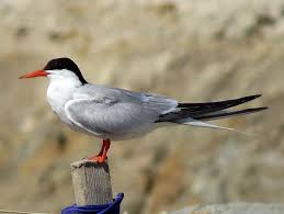 Attēlu rezultāti vaicājumam “Sterna hirundo”